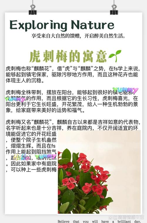 刺梅虎刺梅傻傻分不清楚？看了这三条，轻松区分！？虎刺梅的识别特征？-第3张图片-优品飞百科
