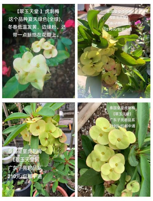 刺梅虎刺梅傻傻分不清楚？看了这三条，轻松区分！？虎刺梅的识别特征？-第4张图片-优品飞百科