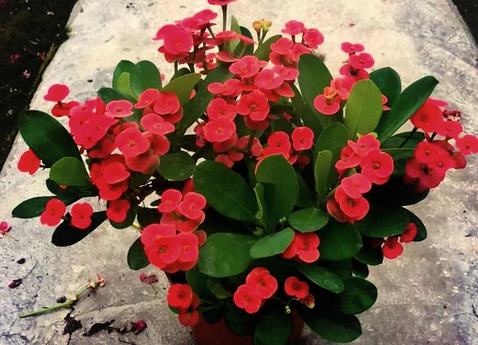 刺梅虎刺梅傻傻分不清楚？看了这三条，轻松区分！？虎刺梅的识别特征？-第5张图片-优品飞百科