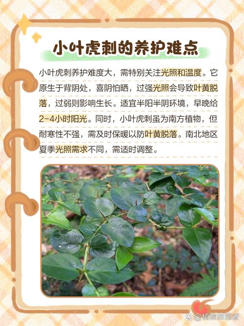 刺梅虎刺梅傻傻分不清楚？看了这三条，轻松区分！？虎刺梅的识别特征？-第6张图片-优品飞百科