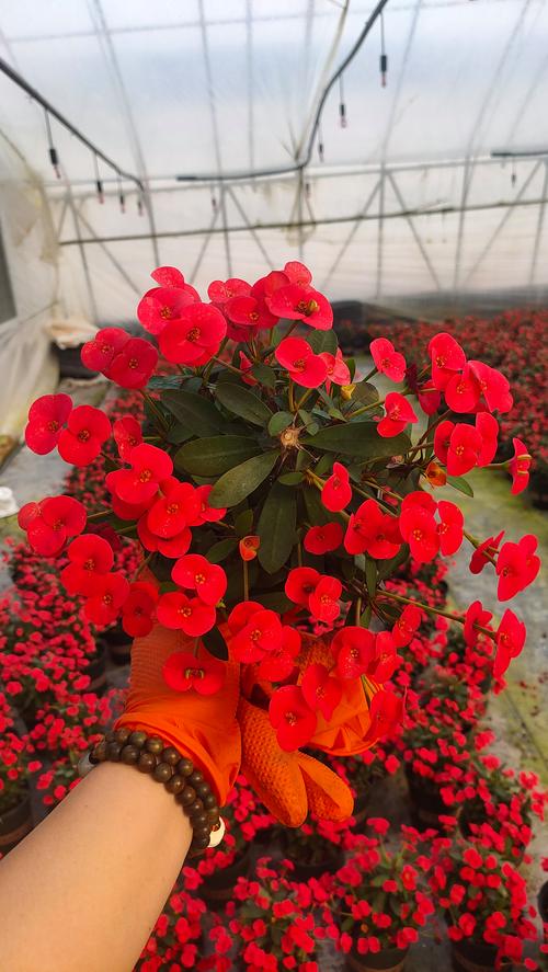 刺梅虎刺梅傻傻分不清楚？看了这三条，轻松区分！？虎刺梅的识别特征？-第7张图片-优品飞百科