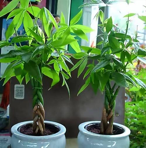 有钱人最爱养这“3种”树，摆家里绿油油，生活越过越好！的简单介绍
