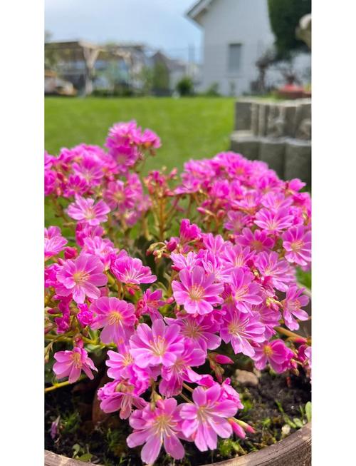 露薇花的花期及其管理，露薇花花期几个月？