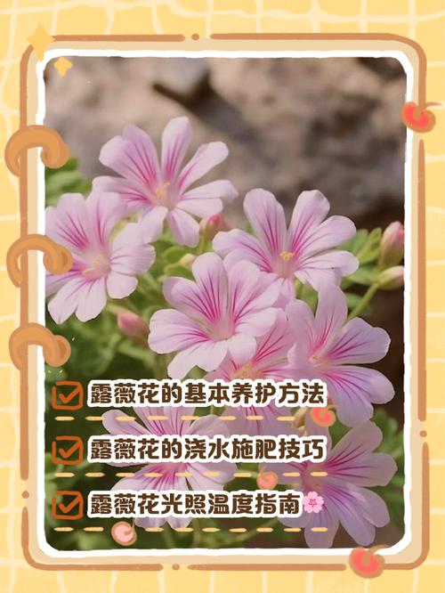 露薇花的花期及其管理，露薇花花期几个月？-第2张图片-优品飞百科