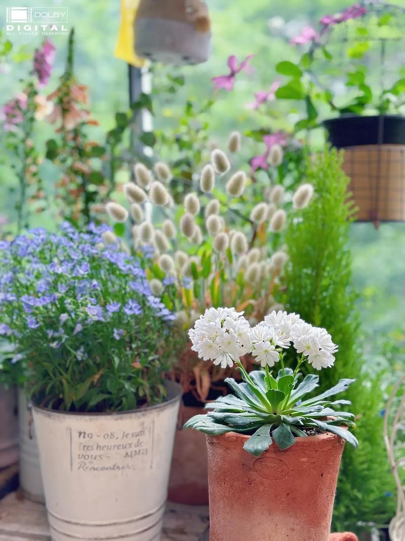 露薇花的花期及其管理，露薇花花期几个月？-第3张图片-优品飞百科