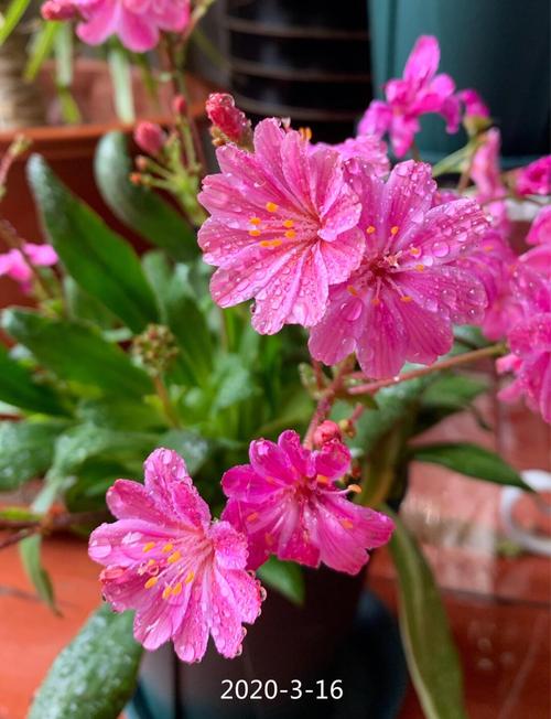 露薇花的花期及其管理，露薇花花期几个月？-第4张图片-优品飞百科