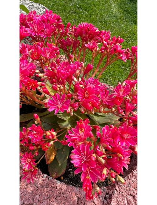 露薇花的花期及其管理，露薇花花期几个月？-第5张图片-优品飞百科