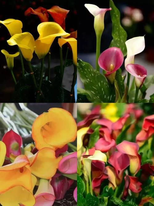 彩色马蹄莲什么时候种植，土怎么配？彩色马蹄莲哪个品种好看？