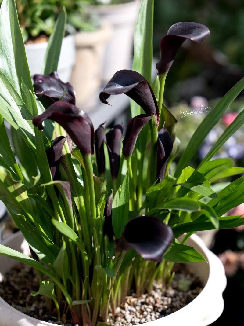 彩色马蹄莲什么时候种植,土怎么配?彩色马蹄莲哪个品种好看?-第2张图片-优品飞百科 彩色马蹄莲什么时候种植,土怎么配?彩色马蹄莲哪个品种好看?-第2张图片-优品飞百科