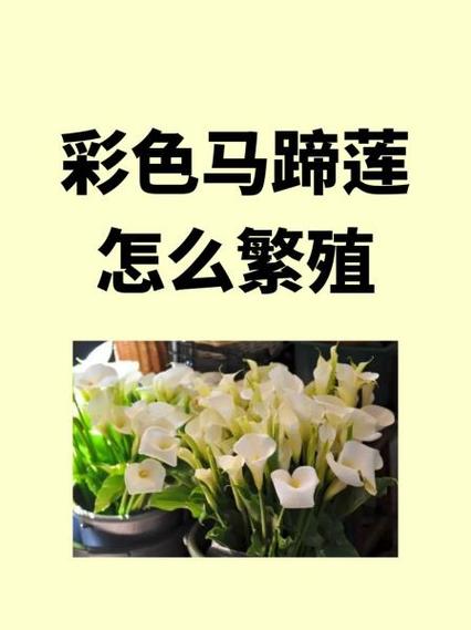 彩色马蹄莲什么时候种植,土怎么配?彩色马蹄莲哪个品种好看?-第3张图片-优品飞百科 彩色马蹄莲什么时候种植,土怎么配?彩色马蹄莲哪个品种好看?-第3张图片-优品飞百科