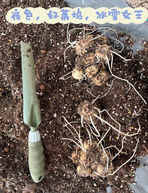 彩色马蹄莲什么时候种植,土怎么配?彩色马蹄莲哪个品种好看?-第4张图片-优品飞百科 彩色马蹄莲什么时候种植,土怎么配?彩色马蹄莲哪个品种好看?-第4张图片-优品飞百科