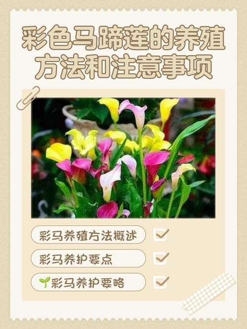 彩色马蹄莲什么时候种植,土怎么配?彩色马蹄莲哪个品种好看?-第5张图片-优品飞百科 彩色马蹄莲什么时候种植,土怎么配?彩色马蹄莲哪个品种好看?-第5张图片-优品飞百科