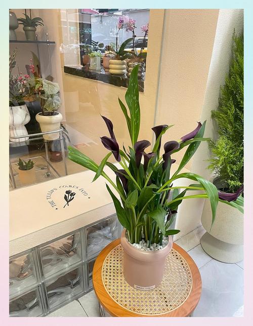 彩色马蹄莲什么时候种植,土怎么配?彩色马蹄莲哪个品种好看?-第6张图片-优品飞百科 彩色马蹄莲什么时候种植,土怎么配?彩色马蹄莲哪个品种好看?-第6张图片-优品飞百科