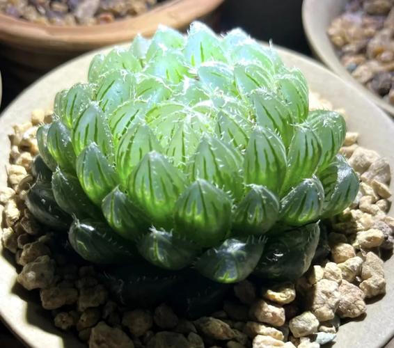 樱水晶怎么养长的好，樱水晶水培方法？-第2张图片-优品飞百科