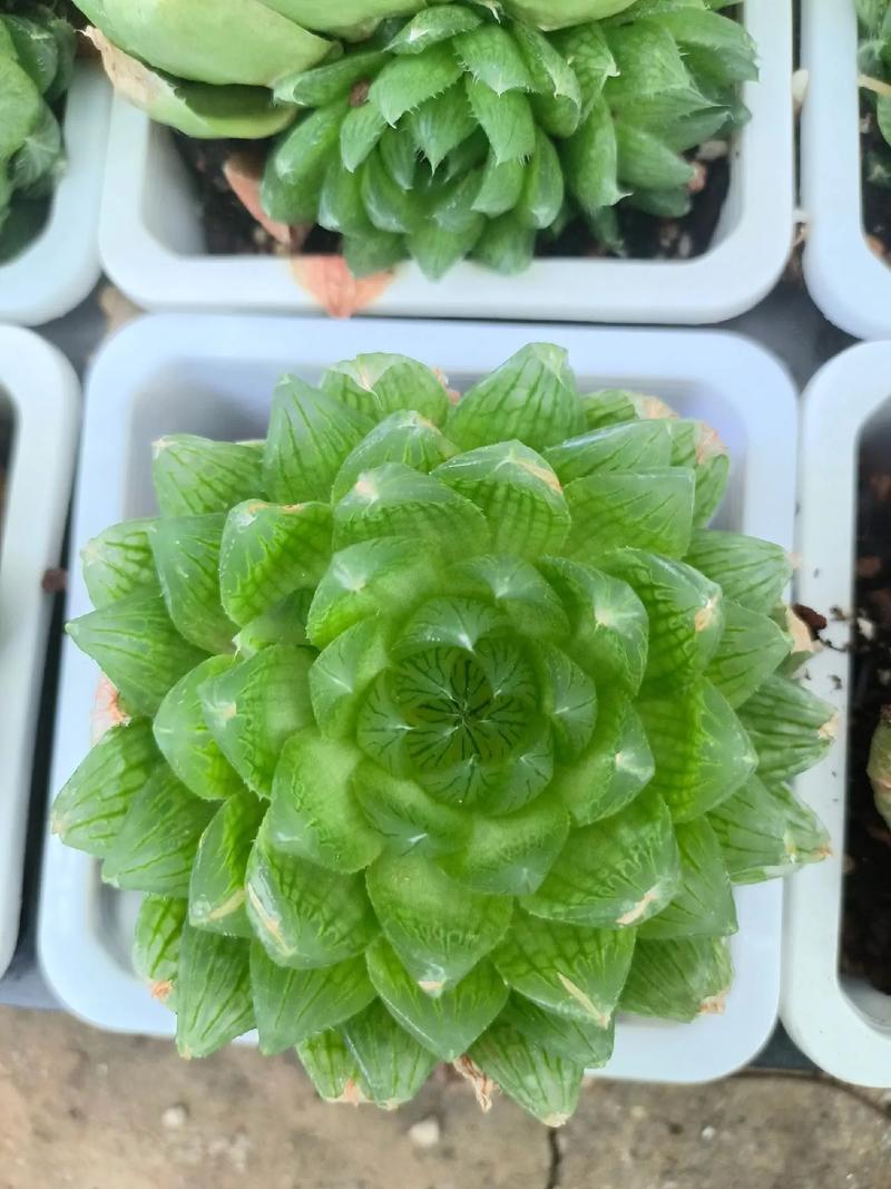 樱水晶怎么养长的好，樱水晶水培方法？-第3张图片-优品飞百科