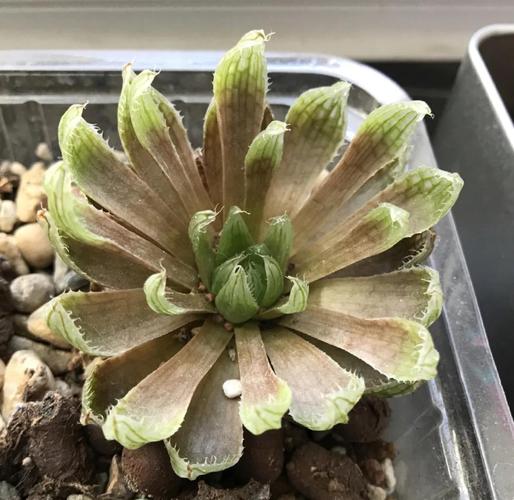 樱水晶怎么养长的好，樱水晶水培方法？-第4张图片-优品飞百科