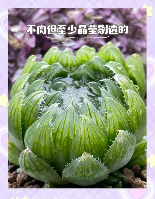 樱水晶怎么养长的好，樱水晶水培方法？-第5张图片-优品飞百科