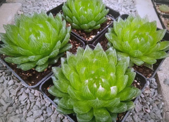 樱水晶怎么养长的好，樱水晶水培方法？-第6张图片-优品飞百科