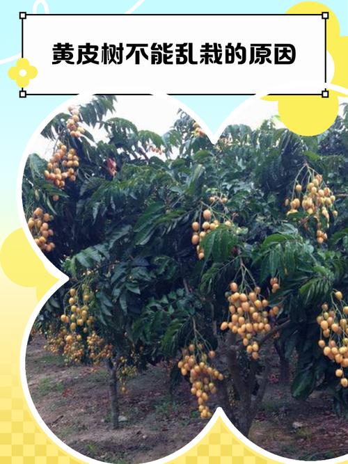黄皮树种植与管理？黄皮树要种在什么位置比较好？