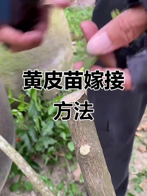 黄皮树种植与管理?黄皮树要种在什么位置比较好?-第2张图片-优品飞百科 黄皮树种植与管理?黄皮树要种在什么位置比较好?-第2张图片-优品飞百科