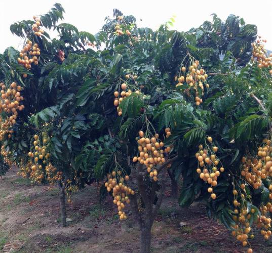 黄皮树种植与管理?黄皮树要种在什么位置比较好?-第3张图片-优品飞百科 黄皮树种植与管理?黄皮树要种在什么位置比较好?-第3张图片-优品飞百科