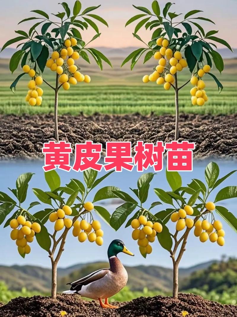 黄皮树种植与管理?黄皮树要种在什么位置比较好?-第4张图片-优品飞百科 黄皮树种植与管理?黄皮树要种在什么位置比较好?-第4张图片-优品飞百科