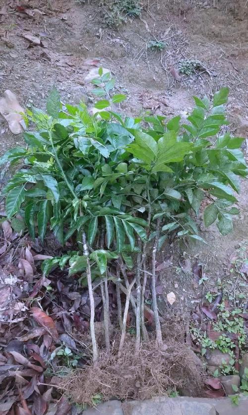 黄皮树种植与管理?黄皮树要种在什么位置比较好?-第5张图片-优品飞百科 黄皮树种植与管理?黄皮树要种在什么位置比较好?-第5张图片-优品飞百科