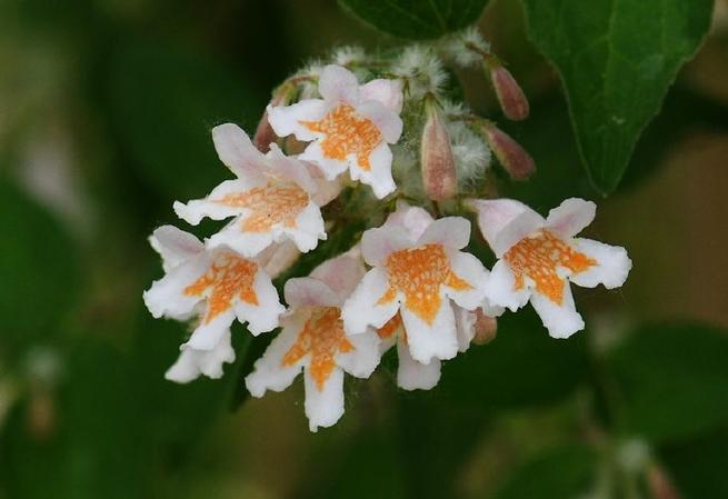 菝葜的养殖方法和注意事项？鸺鹠怎么养？-第2张图片-优品飞百科