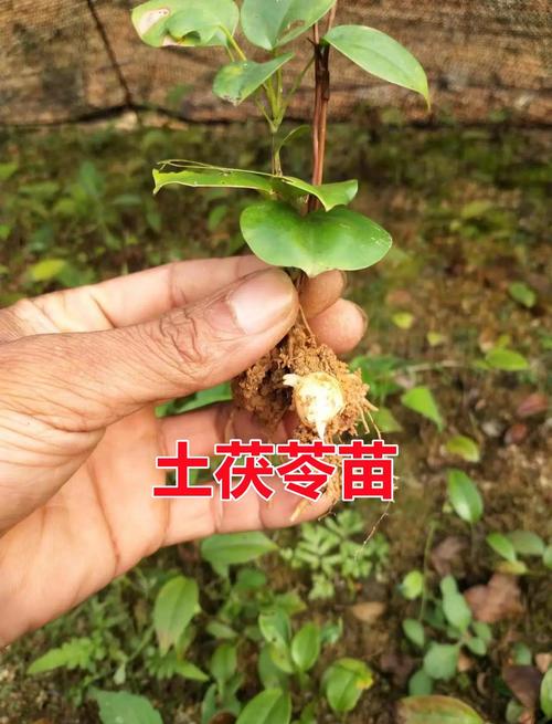 菝葜的养殖方法和注意事项？鸺鹠怎么养？-第3张图片-优品飞百科