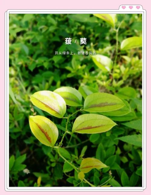 菝葜的养殖方法和注意事项？鸺鹠怎么养？-第5张图片-优品飞百科