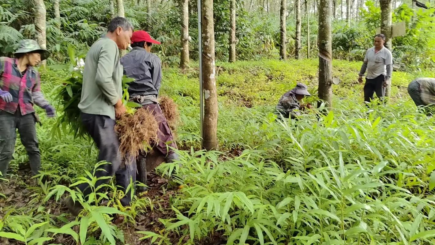 砂仁的病虫害防治?砂仁病虫害防治借鉴文献最新?-第2张图片-优品飞百科 砂仁的病虫害防治?砂仁病虫害防治借鉴文献最新?-第2张图片-优品飞百科