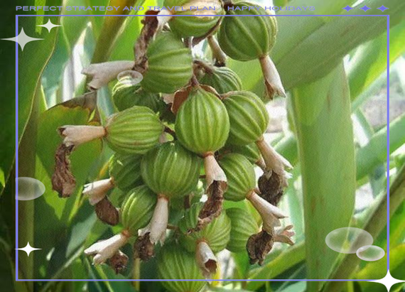 砂仁的病虫害防治?砂仁病虫害防治借鉴文献最新?-第3张图片-优品飞百科 砂仁的病虫害防治?砂仁病虫害防治借鉴文献最新?-第3张图片-优品飞百科