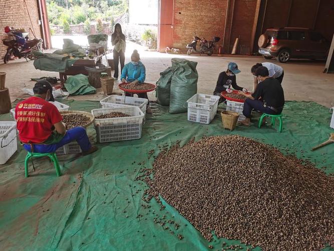 砂仁的病虫害防治?砂仁病虫害防治借鉴文献最新?-第5张图片-优品飞百科 砂仁的病虫害防治?砂仁病虫害防治借鉴文献最新?-第5张图片-优品飞百科