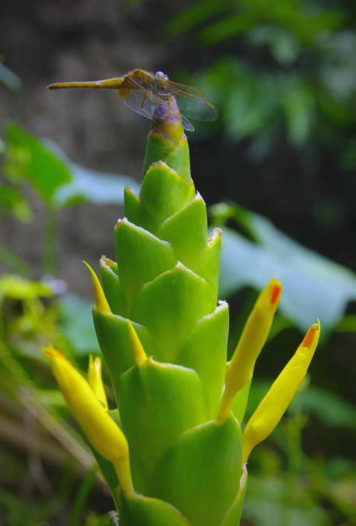 砂仁的病虫害防治?砂仁病虫害防治借鉴文献最新?-第6张图片-优品飞百科 砂仁的病虫害防治?砂仁病虫害防治借鉴文献最新?-第6张图片-优品飞百科