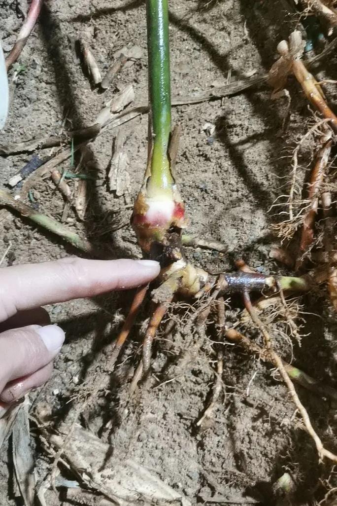 砂仁的病虫害防治?砂仁病虫害防治借鉴文献最新?-第7张图片-优品飞百科 砂仁的病虫害防治?砂仁病虫害防治借鉴文献最新?-第7张图片-优品飞百科