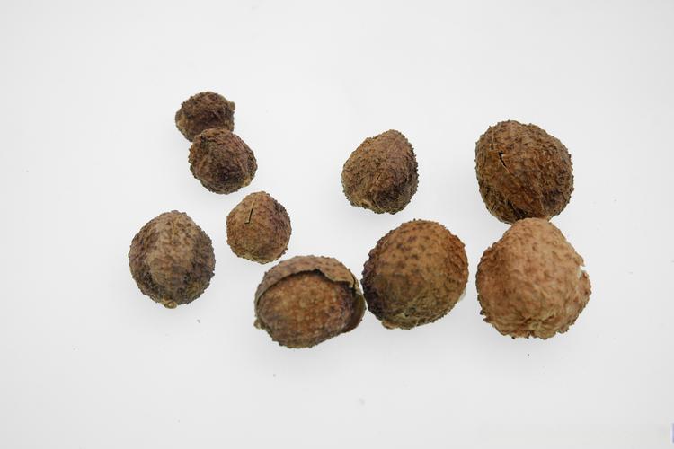 砂仁的病虫害防治?砂仁病虫害防治借鉴文献最新?-第8张图片-优品飞百科 砂仁的病虫害防治?砂仁病虫害防治借鉴文献最新?-第8张图片-优品飞百科