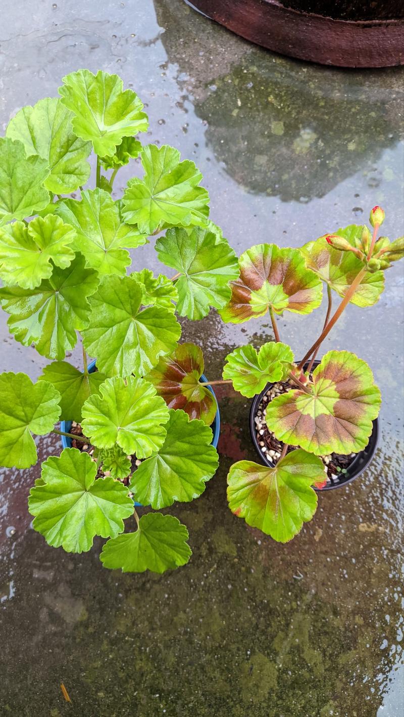 天竺葵叶子发红是怎么回事，天竺葵叶子红了？