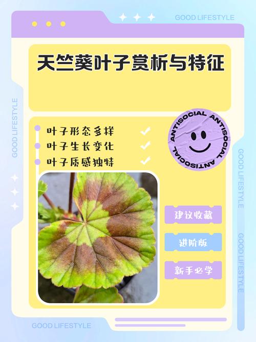 天竺葵叶子发红是怎么回事,天竺葵叶子红了?-第2张图片-优品飞百科 天竺葵叶子发红是怎么回事,天竺葵叶子红了?-第2张图片-优品飞百科