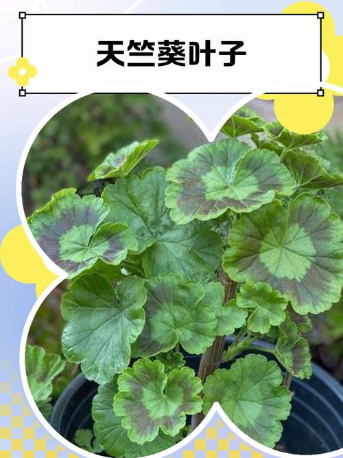 天竺葵叶子发红是怎么回事,天竺葵叶子红了?-第3张图片-优品飞百科 天竺葵叶子发红是怎么回事,天竺葵叶子红了?-第3张图片-优品飞百科