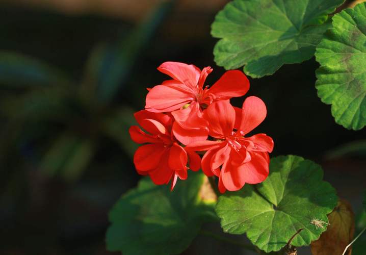 天竺葵叶子发红是怎么回事,天竺葵叶子红了?-第4张图片-优品飞百科 天竺葵叶子发红是怎么回事,天竺葵叶子红了?-第4张图片-优品飞百科