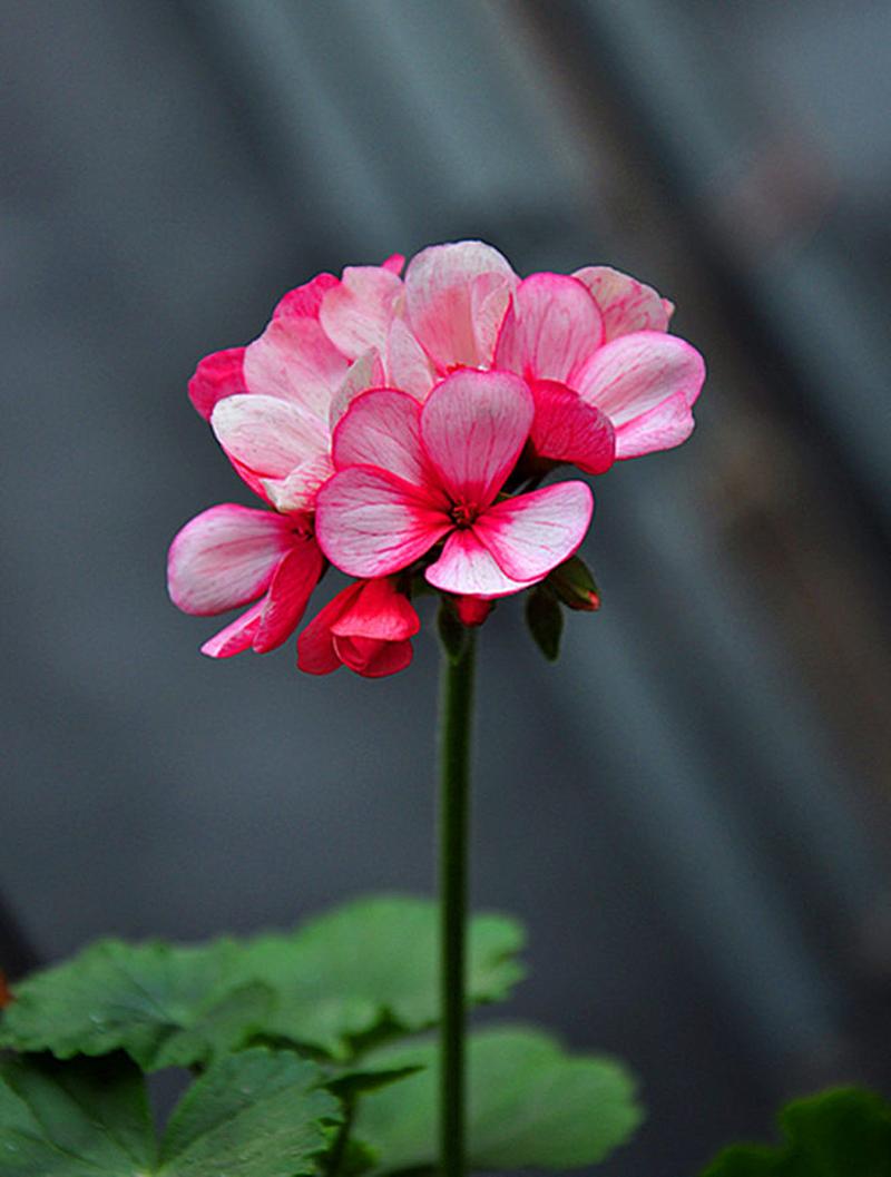 天竺葵叶子发红是怎么回事,天竺葵叶子红了?-第5张图片-优品飞百科 天竺葵叶子发红是怎么回事,天竺葵叶子红了?-第5张图片-优品飞百科