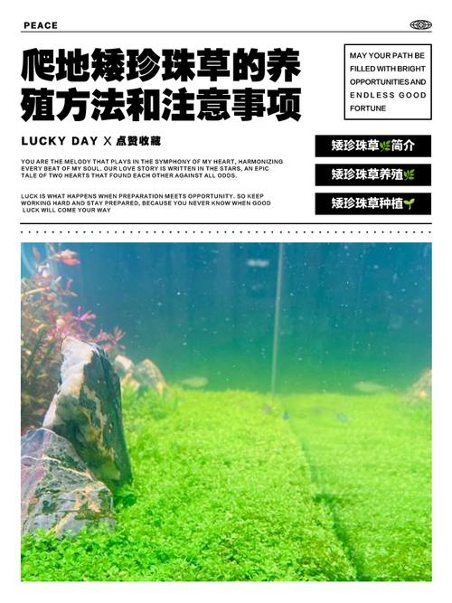 迷你矮珍珠的种植方法？迷你矮珍珠种子图片？-第1张图片-优品飞百科