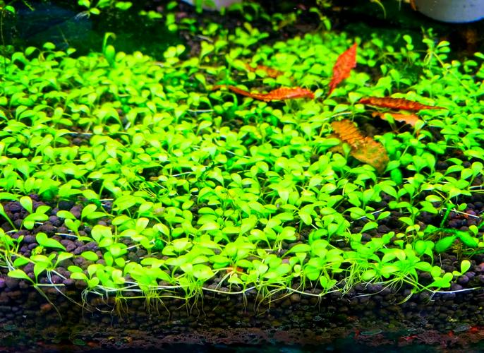 迷你矮珍珠的种植方法？迷你矮珍珠种子图片？-第2张图片-优品飞百科