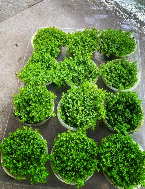 迷你矮珍珠的种植方法？迷你矮珍珠种子图片？-第3张图片-优品飞百科