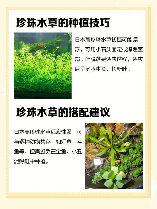 迷你矮珍珠的种植方法？迷你矮珍珠种子图片？-第4张图片-优品飞百科