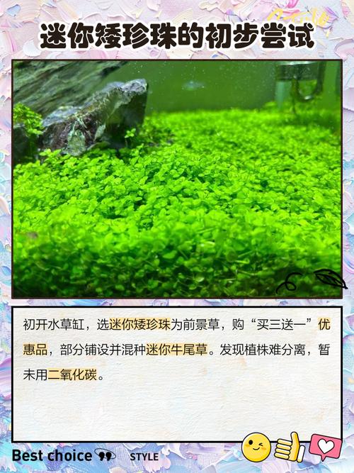 迷你矮珍珠的种植方法？迷你矮珍珠种子图片？-第5张图片-优品飞百科