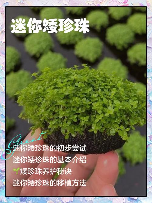 迷你矮珍珠的种植方法？迷你矮珍珠种子图片？-第7张图片-优品飞百科