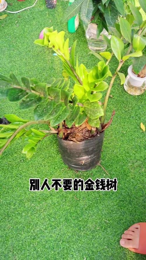 雪铁芋和金钱树区别，金钱树放客厅大忌？