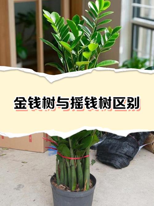 雪铁芋和金钱树区别，金钱树放客厅大忌？-第2张图片-优品飞百科