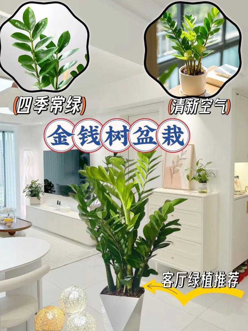 雪铁芋和金钱树区别，金钱树放客厅大忌？-第3张图片-优品飞百科